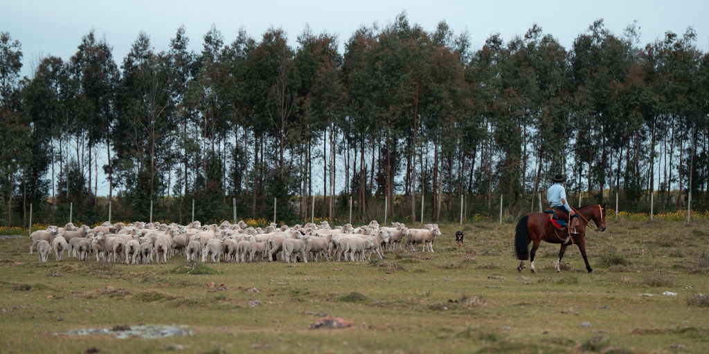 Majada y jinete durante la salida de campo